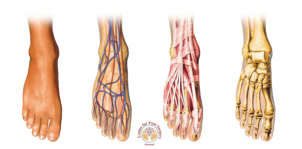 A picture of the foot and leg muscles.